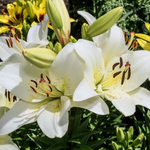Lily Lilium 'Asiatic White' 1.4L