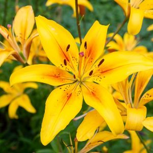 Lily Lilium 'Asiatic Yellow' 1.4L