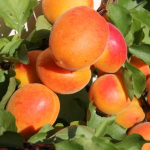 Apricot Prunus 'Tomcot' (Torinel) Fan 12L