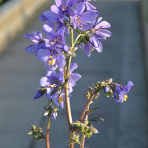 Polemonium yezoense var. hidakanum 'Purple Rain' 1L