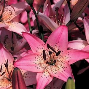 Lily Lilium 'Asiatic Pink' 1.4L