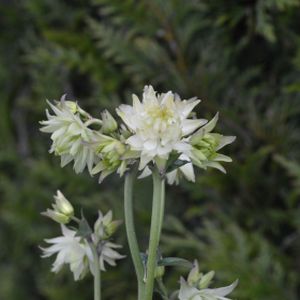 Aquilegia vulgaris var. stellata 'Greenapples' 2L