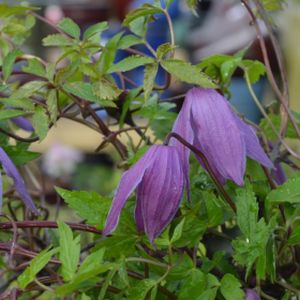 Clematis 'Mrs T. Lundell'  (syn 'Tage Lundell') 2L