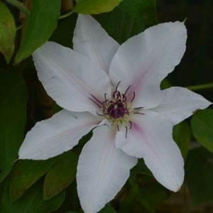 Clematis 'The Countess of Wessex' 3L