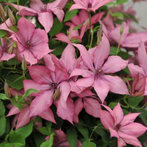 Clematis 'Giselle' (syn 'Evipo051') 3L