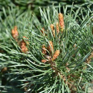 Pinus sylvestris 'Chantry Blue' 2L