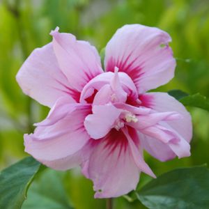 Hibiscus syriacus 'Pink Chiffon' 3L