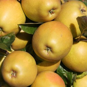 Apple Malus 'Herefordshire Russet' (M26) Bush 12L