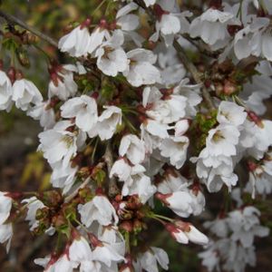 Prunus 'Frilly Frock' 12L