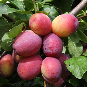Plum Prunus 'Victoria' (AGM) (SJA) Bush 12L