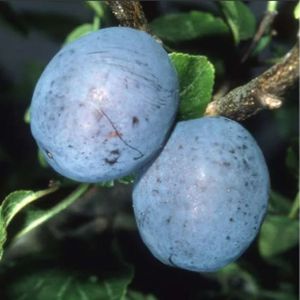 Plum Prunus 'Herman' (VVA-1) Bush 12L