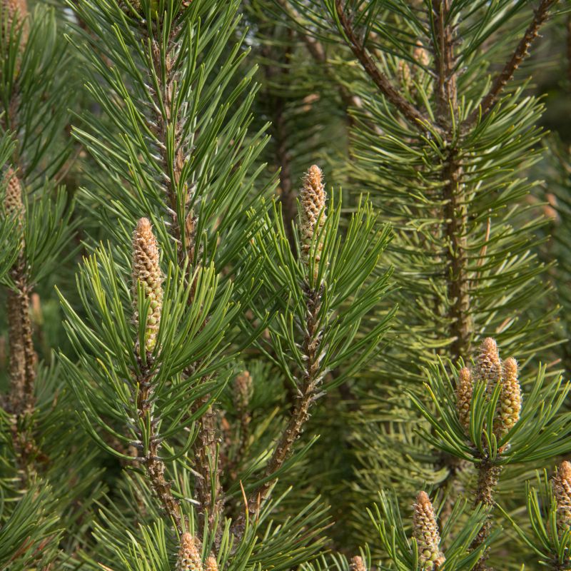 Pinus mugo Pumilio Group (AGM) 3L