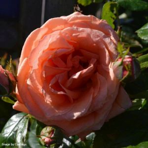 Rosa 'Lady Marmalade' (Floribunda) 5L