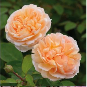 Rosa 'The Lady Gardener' (Shrub) 6L