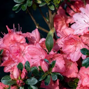 Azalea Rhododendron 'Blaauw's Pink' (AGM) 4L