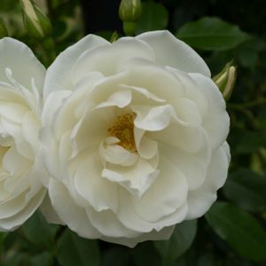 Rosa 'Margaret Merril' (Standard) 10L