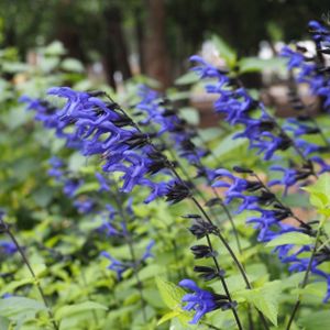 Salvia guaranitica 'Black and Blue' 2L