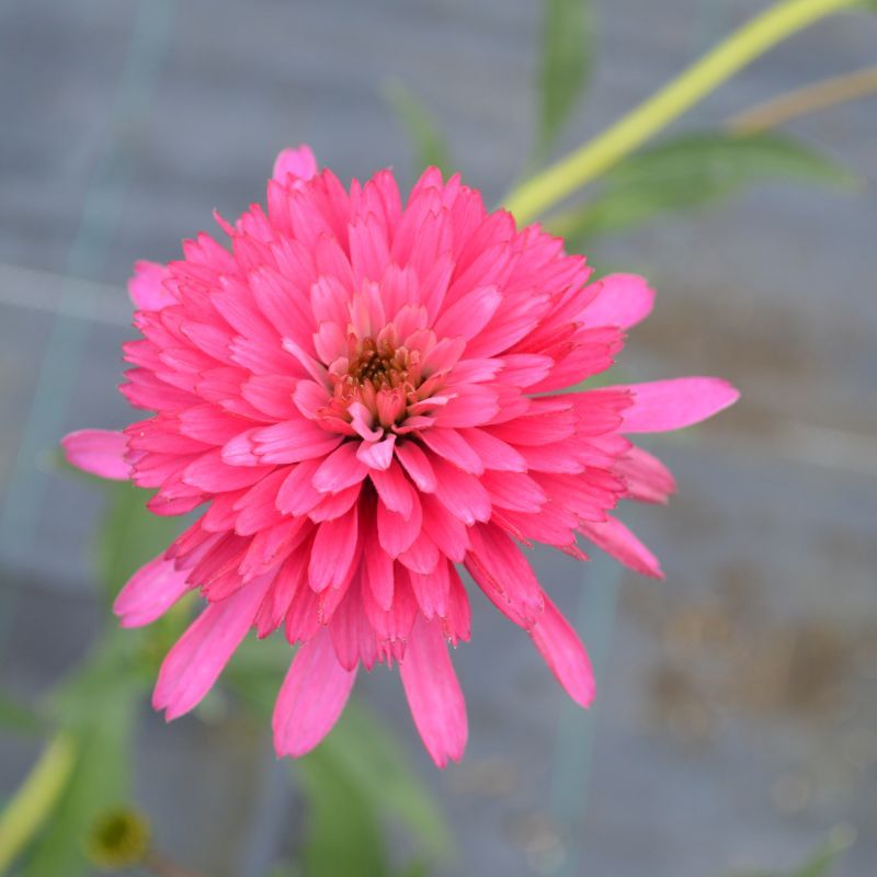 Echinacea 'Southern Belle' 2L