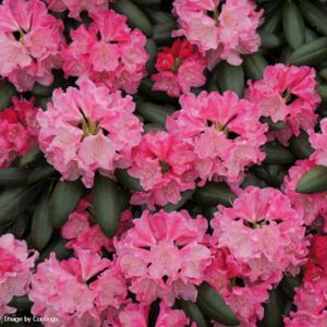 Rhododendron 'Kalinka' 5L