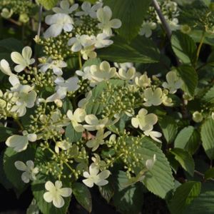 Viburnum plicatum 'White Beauty' 3L