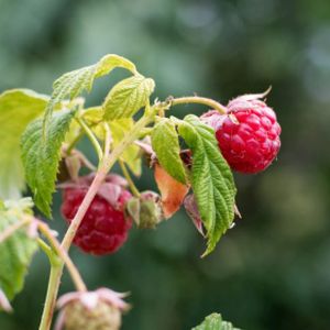 Raspberry Rubus 'Autumn Passion' 3L