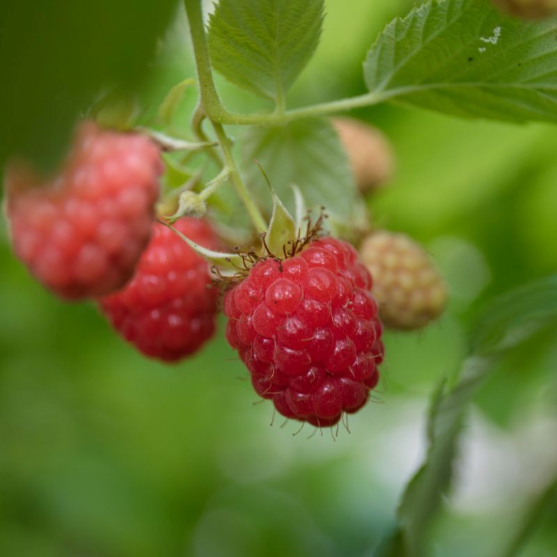 Raspberry Rubus 'Heritage' 3L