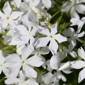 Phlox divaricata 'White Perfume' 2L