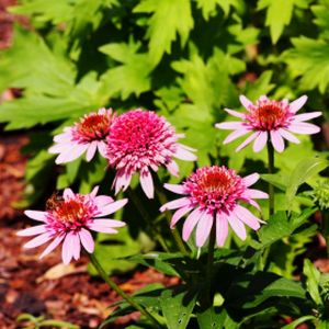 Echinacea 'Butterfly Kisses' 2L