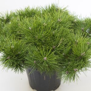Pinus densiflora 'Jane Kluis' 5L