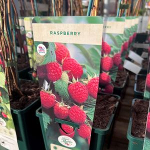 Raspberry Rubus 'Twotimer Sugana' 3L