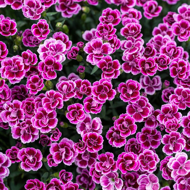 Dianthus 'Pink Kisses' 1L - Coolings Garden Centre