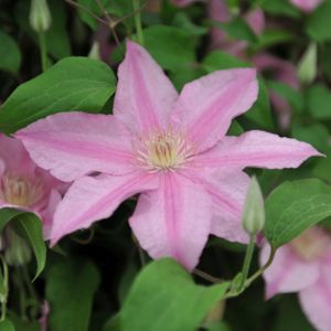 Clematis 'Sally' (syn 'Evipo077') 3L