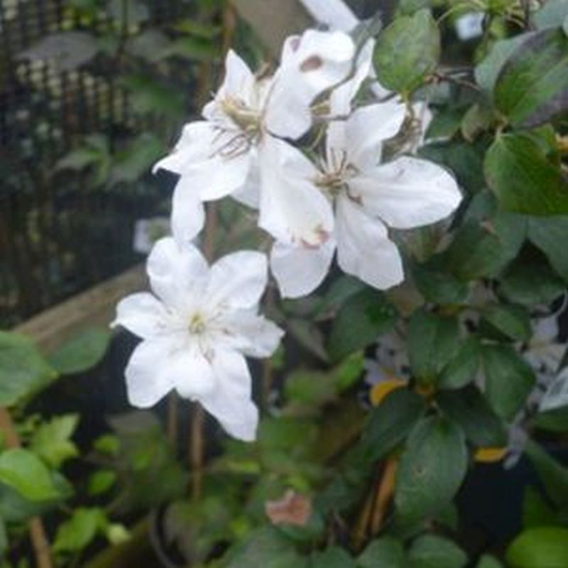 Clematis 'Baby Star' 2L