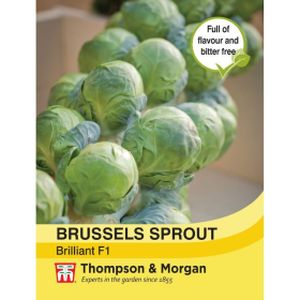 Thompson & Morgan Brussel Sprout Brilliant F1