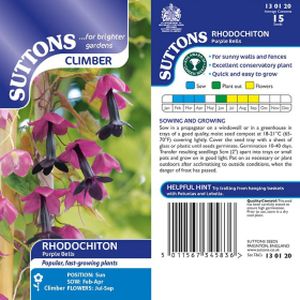 Suttons Rhodochiton Purple Bells