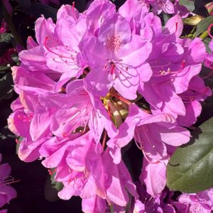 Rhododendron 'Roseum Elegans' (Hybrid) (Patio) 20L