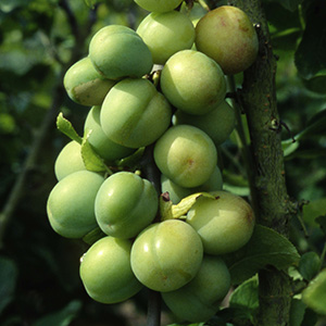 Gage Prunus 'Stella's Star' (SJA) Bush 12L