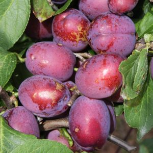 Plum Prunus 'Jubilee' (SJA) Bush 12L