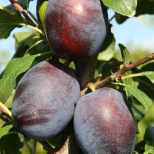 Plum Prunus 'Marjorie's Seedling' (SJA) Bush 12L