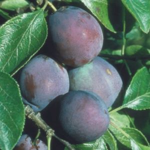 Plum Prunus 'Marjorie's Seedling' (VVA-1) Bush 12L