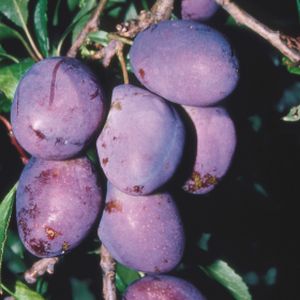 Plum Prunus 'Rivers's Early Prolific' (SJA) Bush 12L
