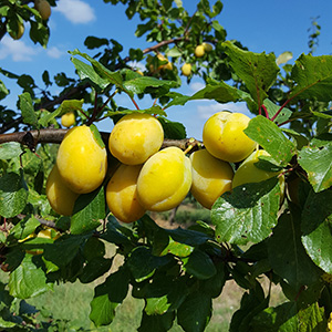Plum Prunus 'Yellow Pershore' (AGM) (SJA) Bush 12L