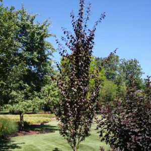 Prunus x cerasifera 'Crimson Pointe' 12L
