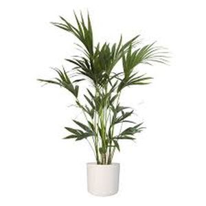 Kentia Palm Howea forsteriana (27cm Pot) 170