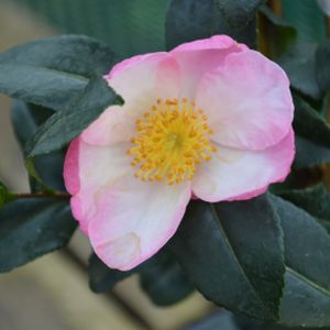Camellia sasanqua 'Versicolor' 3L