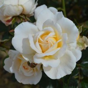 Rosa 'Cream Abundance' (Floribunda) 3L