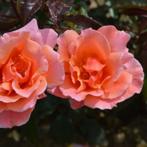 Rosa 'Fragrant Delight' (Floribunda) 5L