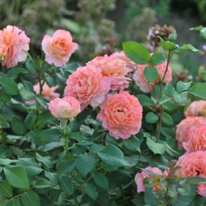 Rosa 'Rachel' (Hybrid Tea) 5L