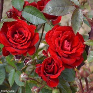 Rosa 'Crimson Sweet Dreams' (Patio) 5L