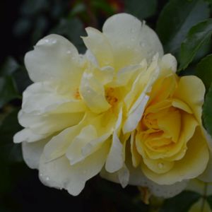 Rosa 'Flower Carpet Sunshine' (Ground Cover) (AGM) 5L